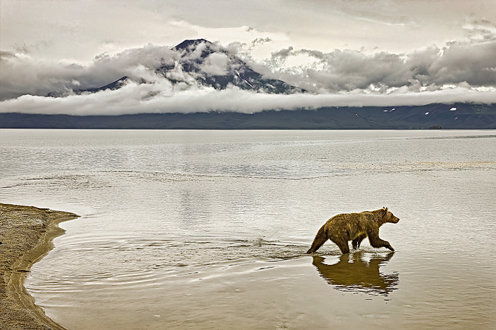 NA Brown bears  Ursus arctos  wades into Kuril Lake to fish for salmon. Kamchatka, Russia, by Randy Olson   Design Pics