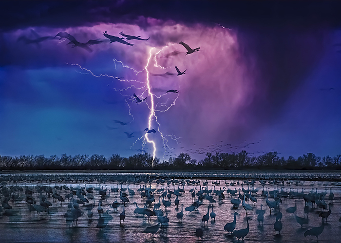 NA As an evening storm lights up the sky, about 413,000 Sandhill cranes  Grus canadensis  arrive to roost in the shallows of the Platte River  Wood River, Nebraska, United States of America, by Randy Olson   Design Pics