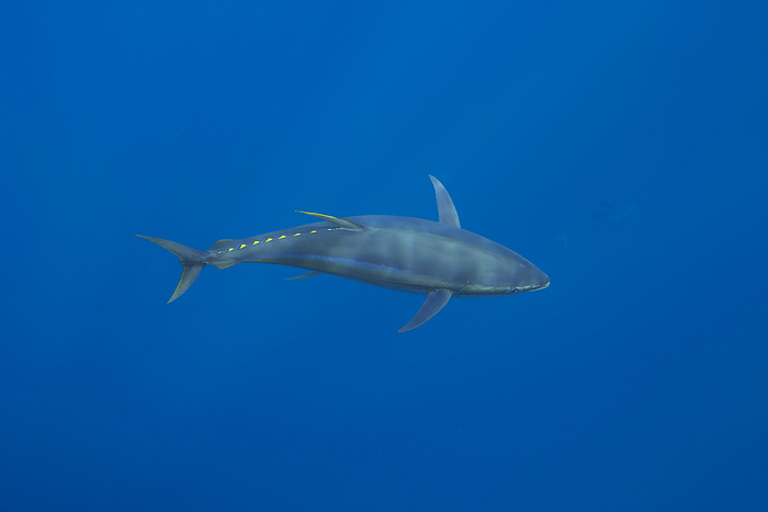 NA Free swimming Yellowfin tuna  Thunnus albacares  in the wild  Guadalupe Island, Mexico, by Dave Fleetham   Design Pics