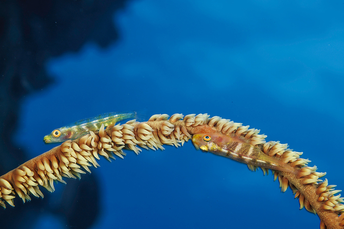 NA This goby  Bryaninops amplus  is found on gorgonian coral in the south Pacific but here in Hawaii where gorgonian coral is rare, it often occurs on wire coral  Hawaii, United States of America, by Dave Fleetham   Design Pics