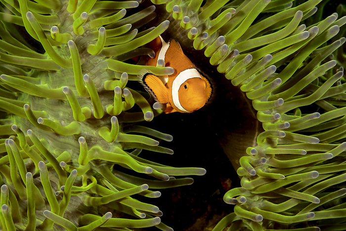 NA Clown anemonefish  Amphiprion percula  in anemone  Heteractis magnifica   Philippines, by Dave Fleetham   Design Pics