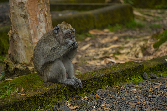 View of Mauritius Cynomolgus Monkey, also known as the Crab eating Macaque, Savanne District, Mauritius, Indian Ocean, Africa View of Mauritius Cynomolgus Monkey  Crab eating Macaque , Savanne District, Mauritius, Indian Ocean, Africa, by Frank Fell