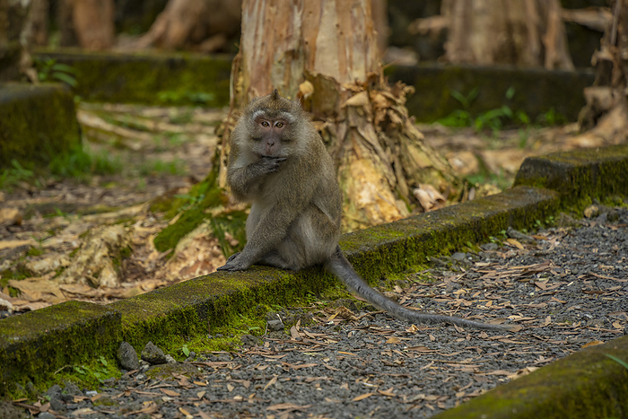 View of Mauritius Cynomolgus Monkey, also known as the Crab eating Macaque, Savanne District, Mauritius, Indian Ocean, Africa View of Mauritius Cynomolgus Monkey  Crab eating Macaque , Savanne District, Mauritius, Indian Ocean, Africa, by Frank Fell
