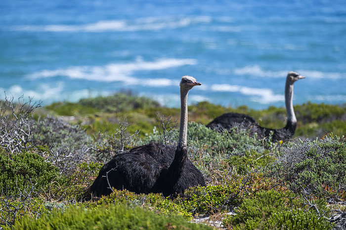 Ostrich in the Cape of good Hope National Park, Cape Town, South Africa Ostrich in the Cape of Good Hope Nature Reserve, Cape Town, Cape Peninsula, South Africa, Africa, by Michael Runkel