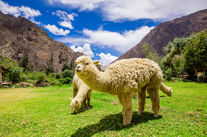 Alpaca in Ollantaytambo Alpaca in Ollantaytambo, Peru, South America, by Laura Grier
