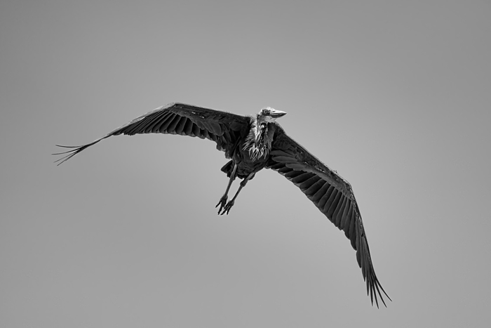 A Marabou stork, Leptoptilos crumenifer, in flight over the Maasai Mara, Kenya A Marabou stork  Leptoptilos crumenifer  in flight over the Maasai Mara, Kenya, East Africa, Africa, by Spencer Clark