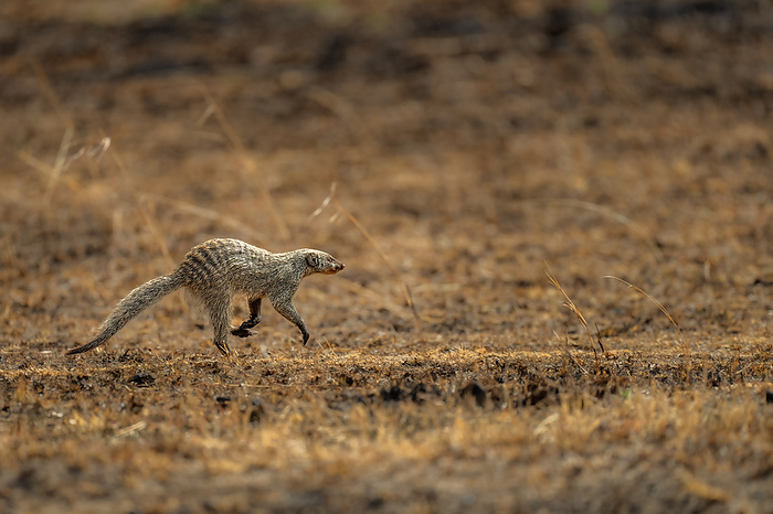 A running Mongoose, Herpestidae, in the Maasai Mara, Kenya A running Mongoose  Herpestidae  in the Maasai Mara, Kenya, East Africa, Africa, by Spencer Clark