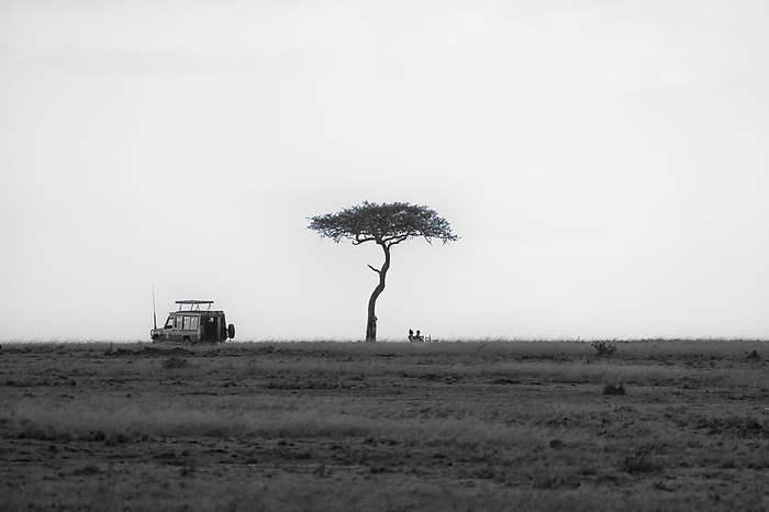 A safari car stopped for a picnic under an Acacia Tree in the Maasai Mara, Kenya. A safari car stopped for a picnic under an Acacia Tree in the Maasai Mara, Kenya, East Africa, Africa, by Spencer Clark