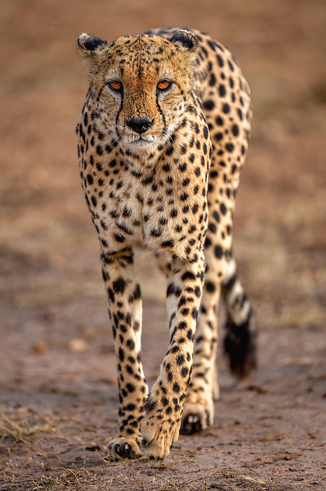 A male Cheetah, Acinonyx jubatus, in the Maasai Mara, Kenya A male Cheetah  Acinonyx jubatus  in the Maasai Mara, Kenya, East Africa, Africa, by Spencer Clark