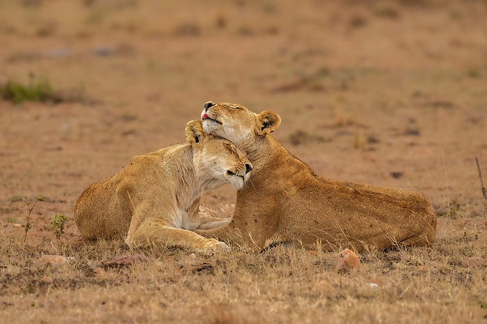 Lions ,Panthera Leo, embracing each other in the Maasai Mara, Kenya Two Lions  Panthera leo , embracing each other in the Maasai Mara, Kenya, East Africa, Africa, by Spencer Clark