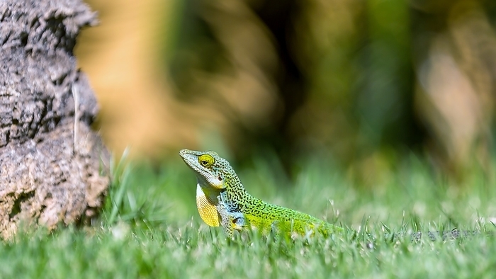 Antiguan Anole Lizard  Anolis Leachii . Antiguan Anole Lizard  Anolis Leachii , Bermuda, North Atlantic, North America, by Barry Davis