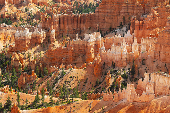 the sunlight envelope the canyons of Bryce Canyon National Park during a summer sunrise, Utah, United States of America Sunlight envelops the canyons of Bryce Canyon National Park during a summer sunrise, Utah, United States of America, North America, by carlo alberto conti