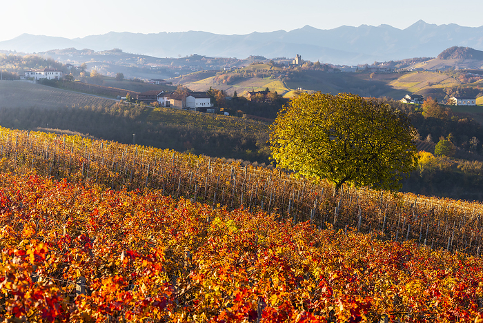 Italy Vineyards around Diano d Alba at sunset during autumn, Cuneo, Langhe and Roero, Piedmont, Italy, Europe, by carlo alberto conti