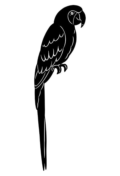 Hand drawn silhouette of a macaw.