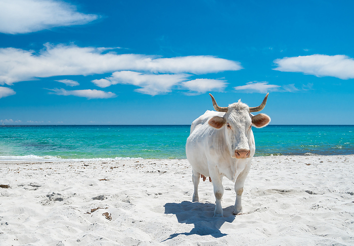 White cows on a sandy beach Italy Cow on the beach, Siniscola, Nuoro province, Sardinia, Italy, Europe.