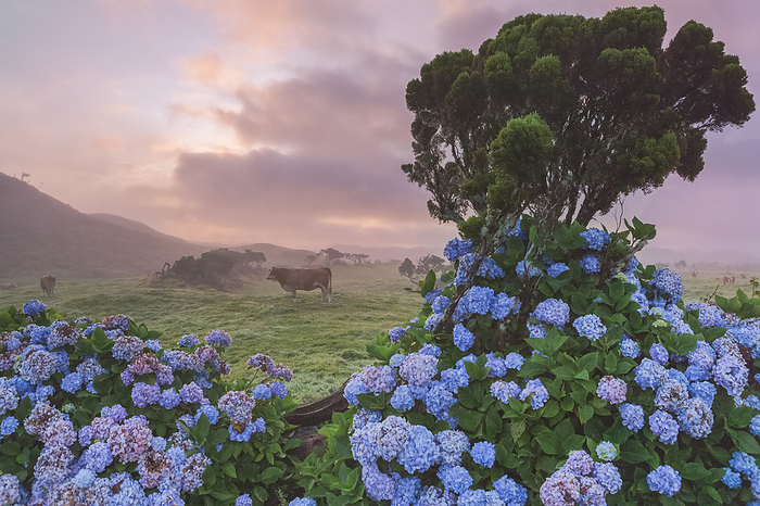 Portugal Portugal, Azores, Pico, Landscape of the island with cow.