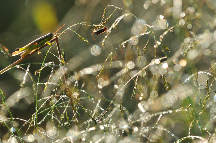 Field and grasshoppers glistening with morning dew Close-up