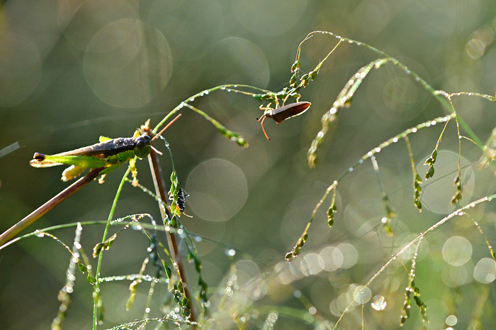 Field and grasshoppers glistening with morning dew Close-up