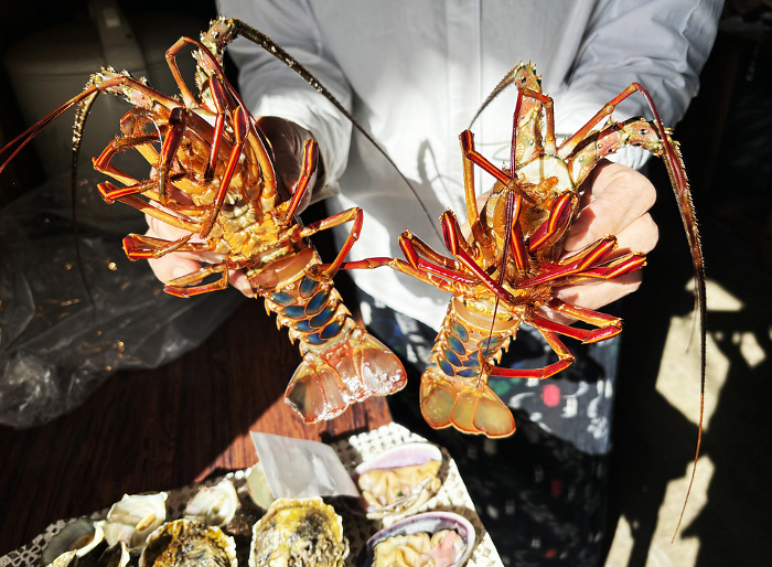 Lifting fresh Ise lobsters Mie Japan