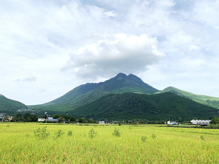 Yufuin (Yufuin), Oita Prefecture, a view of the countryside with Mt. Yufu and rice paddies
