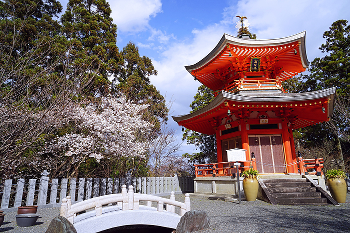 Cherry blossoms at Shoboji Temple and Henshoto Pagoda Kyoto Pref.                                