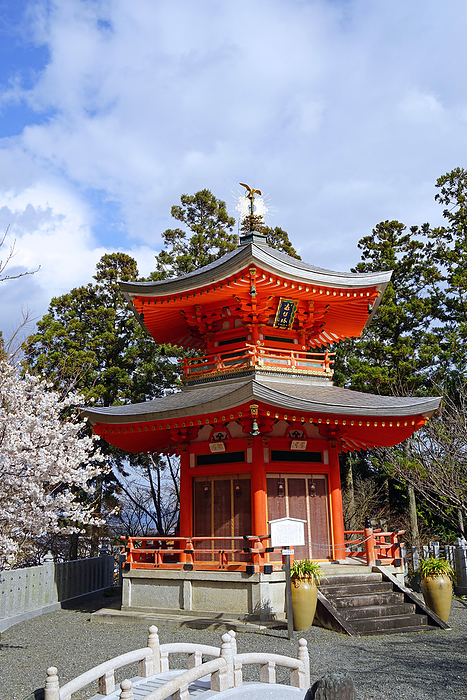 Cherry blossoms at Shoboji Temple and Henshoto Pagoda Kyoto Pref.                                