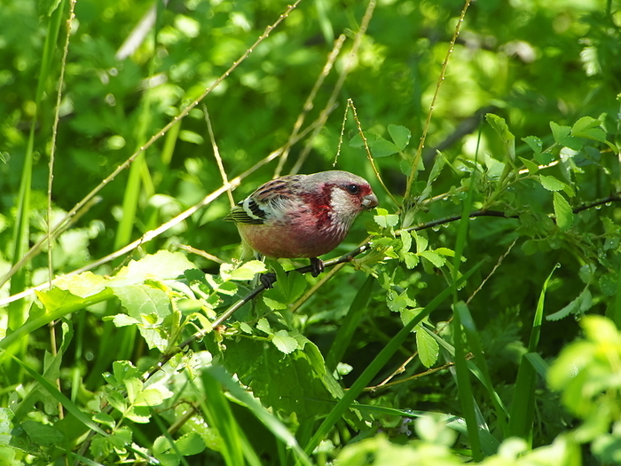 long-tailed rosefinch (Uragus sibiricus)
