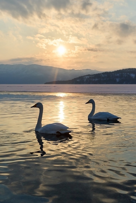 Whooper swans in the sunset Japanese name whooper swan English nameWhooper swan Photo by Shogo Asao
