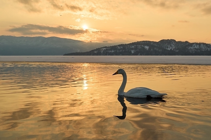 Whooper swans in the sunset Japanese name whooper swan English nameWhooper swan Photo by Shogo Asao