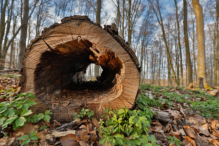 hollow trunk hollow trunk, by Zoonar dk fotowelt