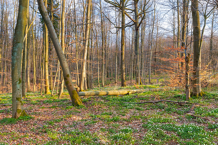 Spring awakening in the Selketal forest Spring awakening in the Selketal forest, by Zoonar dk fotowelt