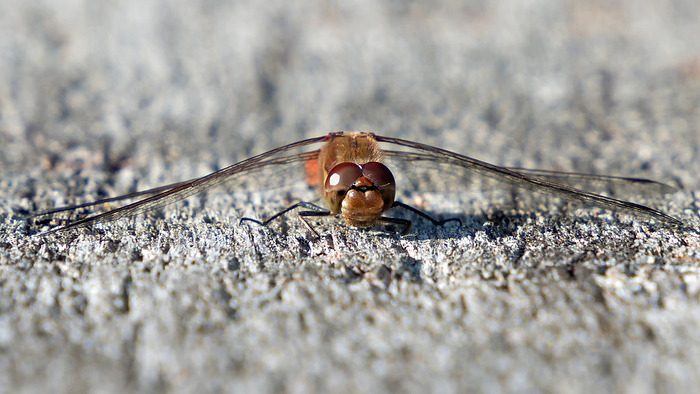Macro shot of dragonfly from front Macro shot of dragonfly from front, by Zoonar Katrin May