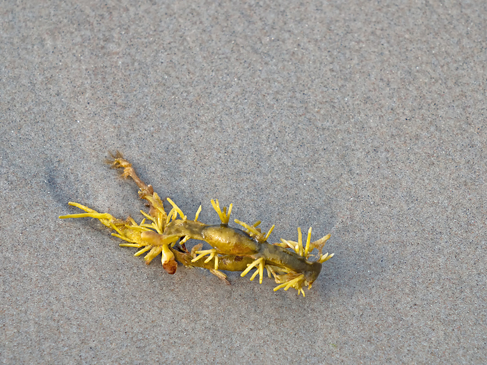 Close up of knotweed, Ascophyllum nodosum, on the beach of the North Sea. Close up of knotweed, Ascophyllum nodosum, on the beach of the North Sea., by Zoonar Katrin May