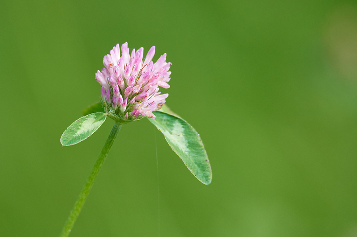 Red clover Red clover, by Zoonar KARIN JAEHNE