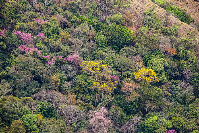 Colorful forest in the foothills of Chapada dos Guimar es, Mato Grosso, Brazil Colorful forest in the foothills of Chapada dos Guimar es, Mato Grosso, Brazil, by Zoonar Uwe Bergwitz