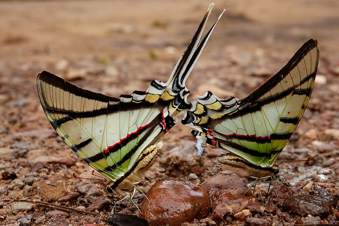 Two colorful butterflie, heads close together, Chapada dos Guimar es, Mato Grosso, Brazil Two colorful butterflie, heads close together, Chapada dos Guimar es, Mato Grosso, Brazil, by Zoonar Uwe Bergwitz