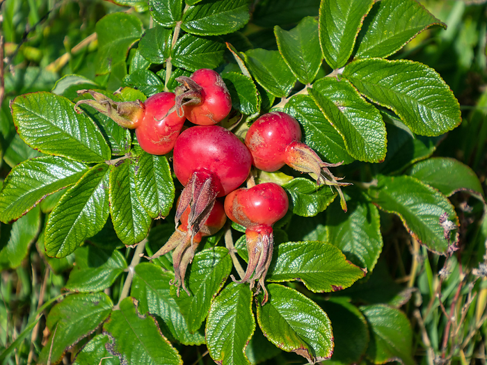Close up of red rose hips, the fruits of wild roses  Rosa rugosa  Close up of red rose hips, the fruits of wild roses  Rosa rugosa , by Zoonar Katrin May