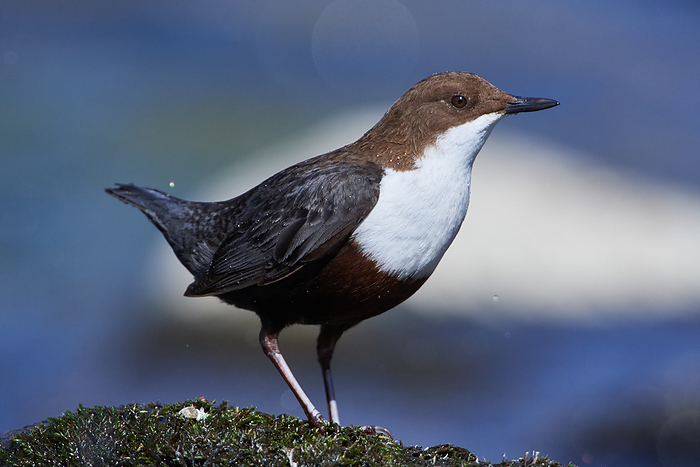 White throated dipper in spring White throated dipper in spring, by Zoonar Karin Jaehne