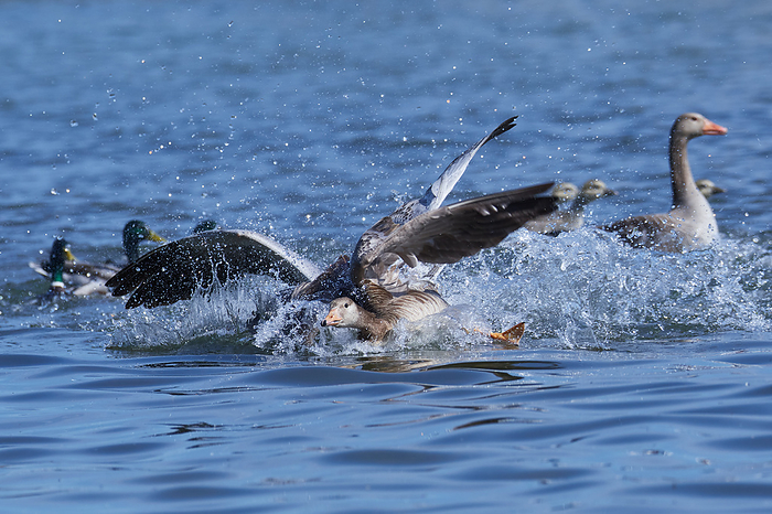 Greylag geese in fight Greylag geese in fight, by Zoonar Karin Jaehne