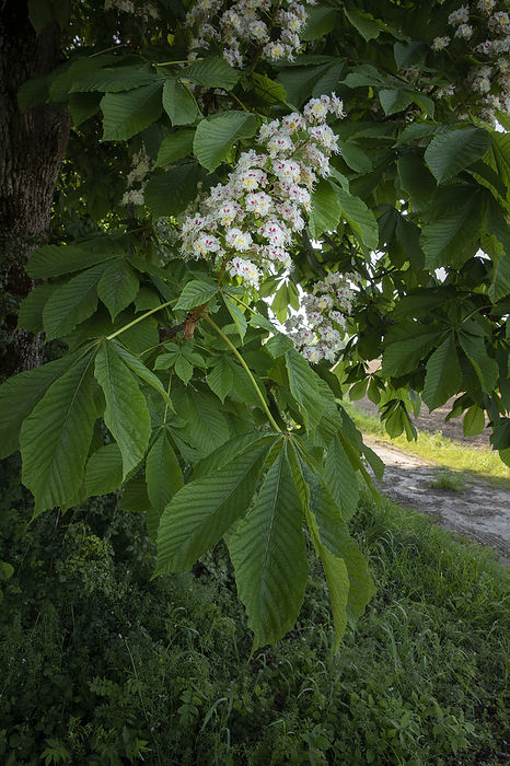 Blooming chestnut tree in spring Blooming chestnut tree in spring, by Zoonar Harald Biebel