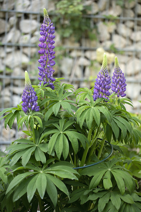 Blooming Lupinus plant in a garden Blooming Lupinus plant in a garden, by Zoonar Harald Biebel