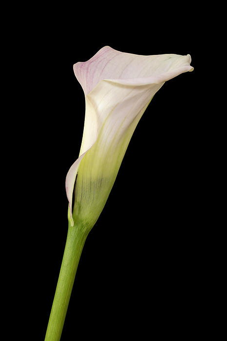 Single Calla flower on black background Single Calla flower on black background, by Zoonar Harald Biebel
