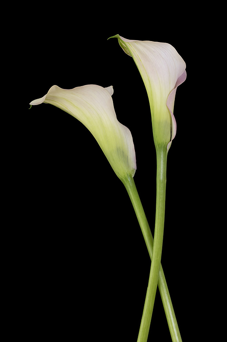 Two Callas isolated on black background Two Callas isolated on black background, by Zoonar Harald Biebel