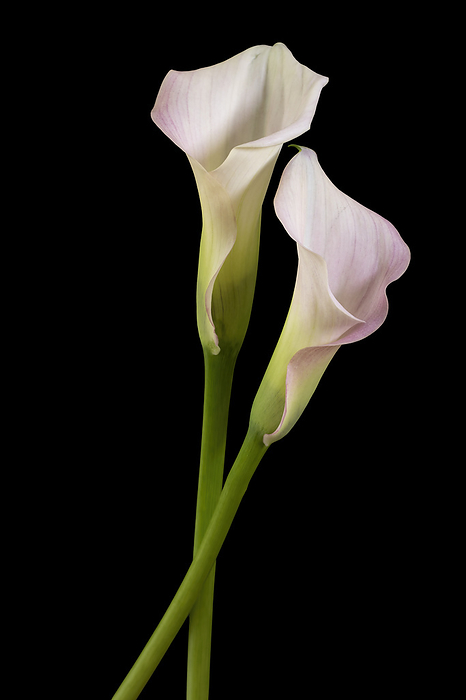 Two Callas isolated on black background Two Callas isolated on black background, by Zoonar Harald Biebel