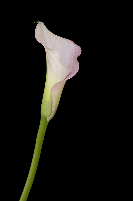 Single Calla flower on black background Single Calla flower on black background, by Zoonar Harald Biebel