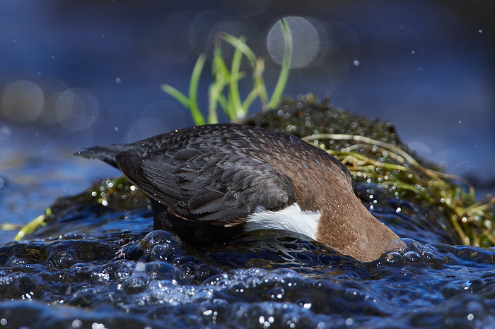White throated dipper in spring White throated dipper in spring, by Zoonar Karin Jaehne