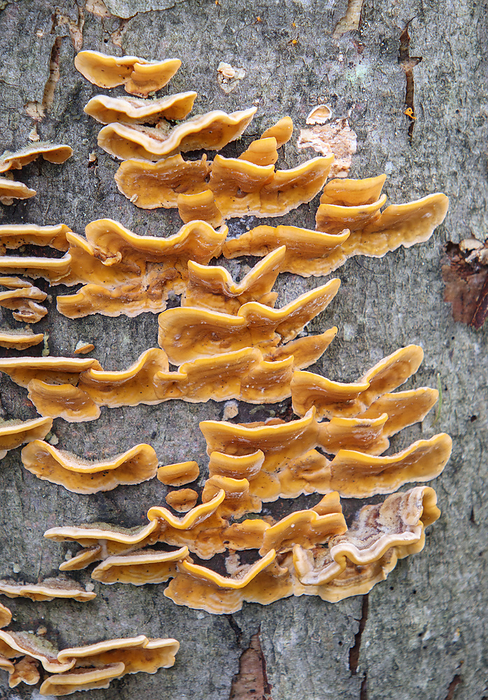 Tree fungi on dead wood Tree fungi on dead wood, by Zoonar Falke
