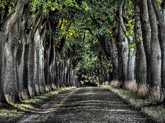 Heavily processed image of a historical avenue of English oaks in Kirchlinteln, Germany Heavily processed image of a historical avenue of English oaks in Kirchlinteln, Germany, by Zoonar Katrin May