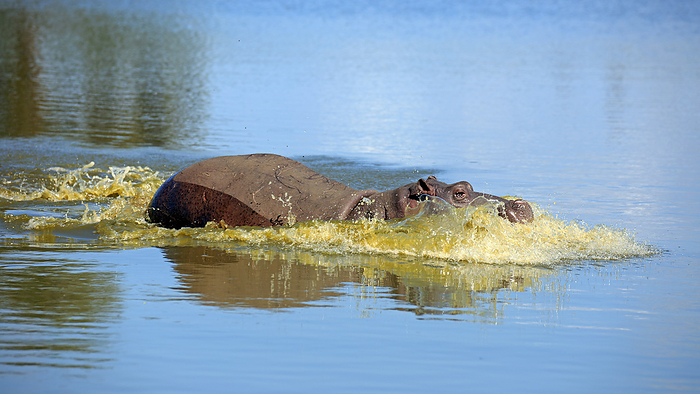 Hippo Hippo, by Zoonar Andreas Edelm
