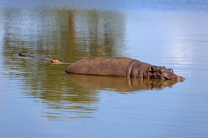 Hippopotamus and crocodile Hippopotamus and crocodile, by Zoonar Andreas Edelm